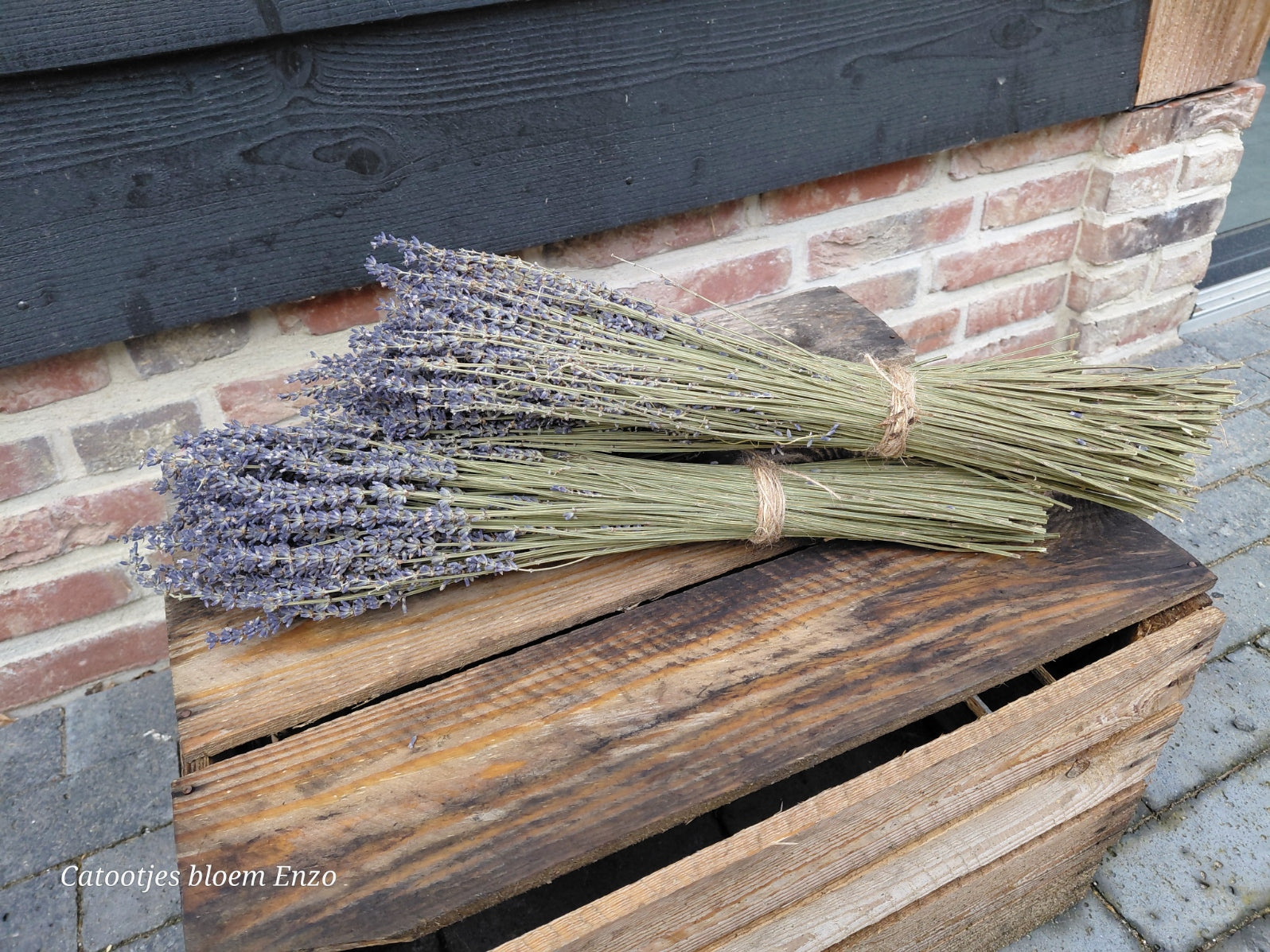 Gedroogde lavendel bos