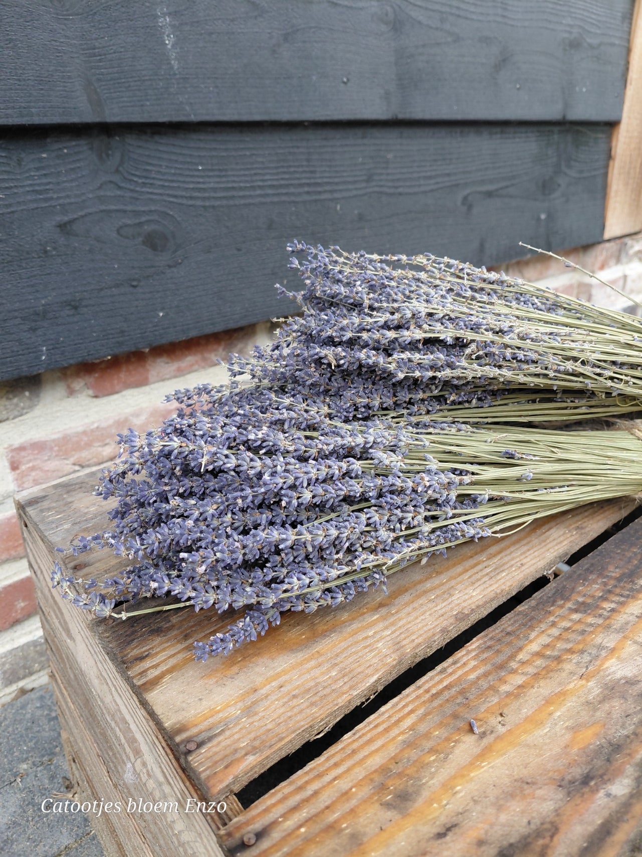 Gedroogde lavendel bos