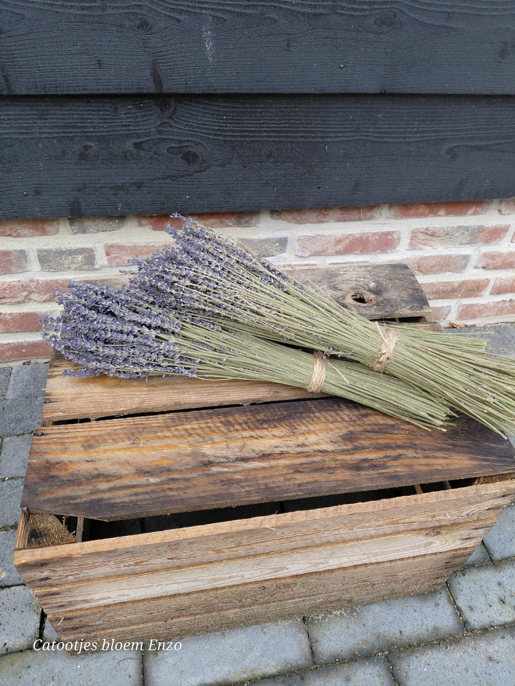 Gedroogde lavendel bos