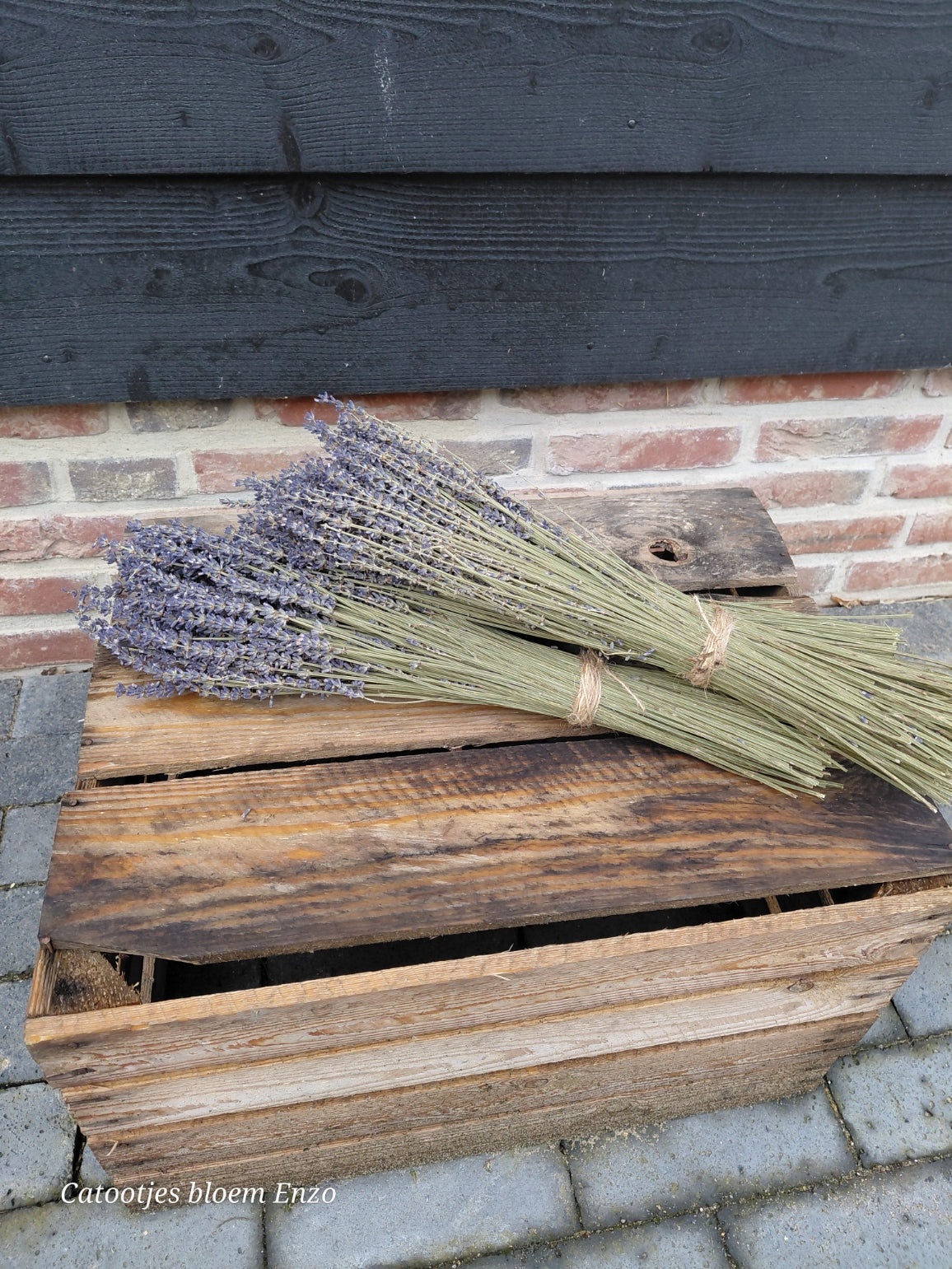 Gedroogde lavendel bos