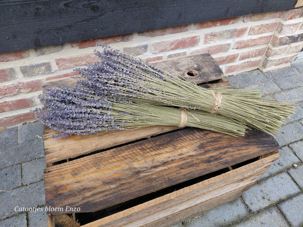 Gedroogde lavendel bos