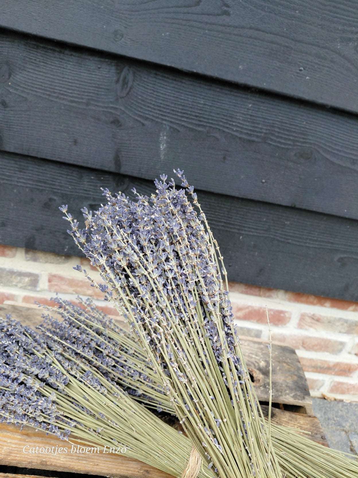 Gedroogde lavendel bos